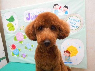 20.6.1小糸　まる.JPG